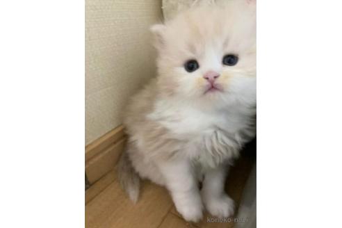 成約済の三重県のスコティッシュフォールド-45480の3枚目